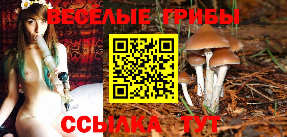 Галлюциногенные грибы Psilocybe Егорьевск